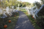 Pumpkin Walk